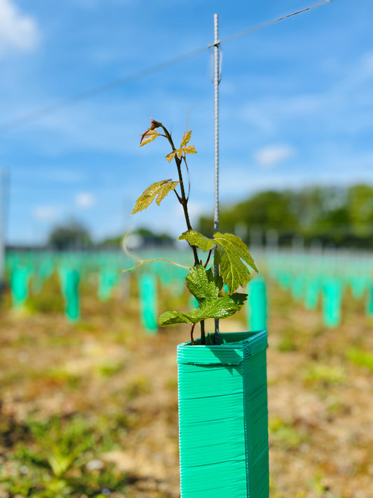 Vine growing in English vineyard