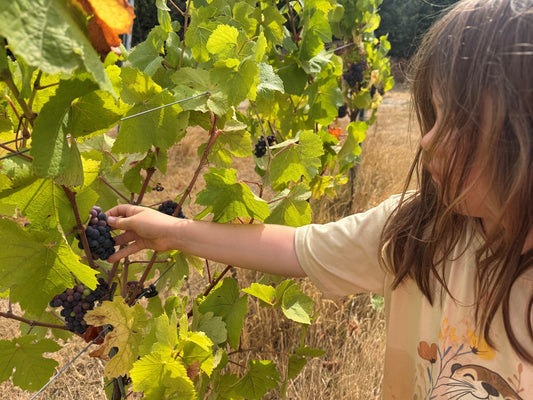 Vineyard Summer Update