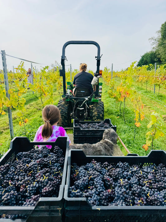 Harvest Update- 2025